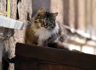 Wall Mural - Cat