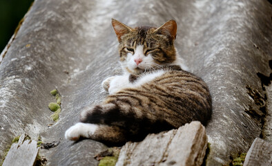 Wall Mural - cat