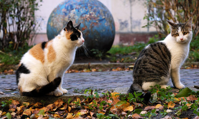 Wall Mural - cat