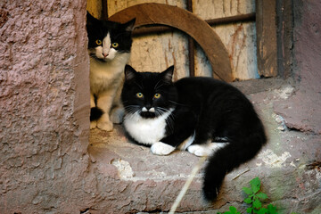 Wall Mural - two stray cats