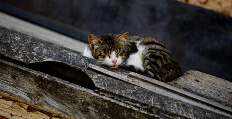 Wall Mural - cat