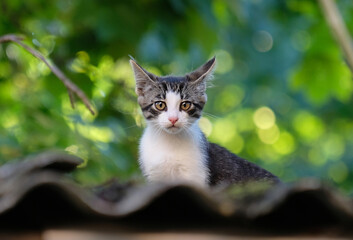 Wall Mural - Cat