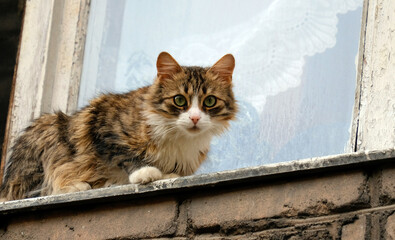 Wall Mural - Cat