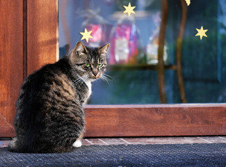 Wall Mural - cat