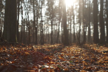 Wall Mural - dry leaves in the forest natural background, forest in the sunlight 