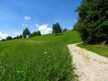 Grass Covered Slopes Bellow Osolnik Hill In Gorenjska, Slovenia