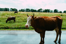 The Brown Cow Is Standing On The Road.