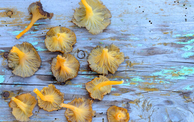 Wall Mural - Craterellus lutescens or Cantharellus lutescens is an edible wild mushroom highly appreciated for its flavor that grows in pine forests