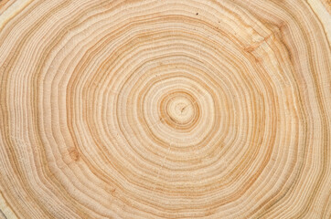 The texture of a wooden saw cut of a tree with silt with a pronounced pattern of annual rings