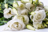 Fototapeta Tulipany - Collection set of beautiful white roses on a white background. bouquet of white roses, selective focus