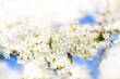 © irishasel - selective focus, bokeh and blur. Blooming apple tree. White flowers of apple tree against blue sky