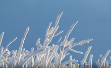 Ice Covered Branches On Blue Background
