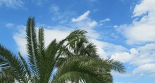 Palm Trees Top On Blue Sky Background