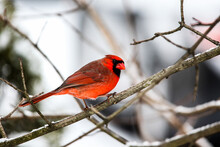 Red Cardinal Male On Bird Feeder