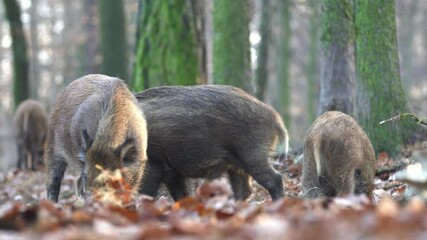 Wall Mural - closeup young wild boar sus scrofa calm piggy looking for nutriment in dark woods. wildlife tranquil