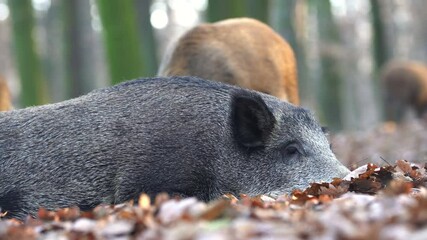 Wall Mural - group of wild boar, mother resting on ground with fallen leaves care about small cryptic young babie