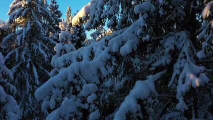 Aufkleber - snow covered fir trees at sunset time