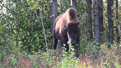 Wall Mural - bison in the canadian wilderness