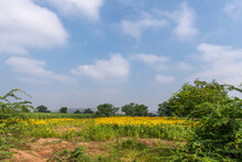 Pattadakai, Karnataka, India - November 7, 2013: Wide Agricultural Landscape With Yellow Sunflowers And Green Sugar Cane Fields Under Blue Cloudscape. 