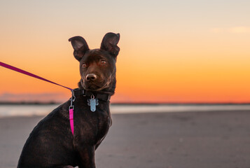 A four month old puppy with black fur and slight brindle sits on the beach at sunset on a pink training leash. Pit Bull, German Shepherd, Boxer, Bulldog, Siberian Husky, Rottweiler Mix. Space for copy