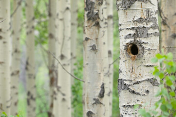 Grove of Aspen trees with selective focus on the nearest tree, which has a woodpecker nest hole in it, while the other trees in the background are tastefully out of focus