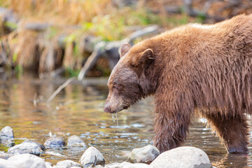 close up shot of a bear hunting fish in lake tahoe