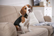 © New Africa - Cute Beagle puppy on sofa indoors. Adorable pet