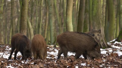 Wall Mural - closeup young wild boar sus scrofa calm piggy looking for nutriment in dark woods. wildlife tranquil