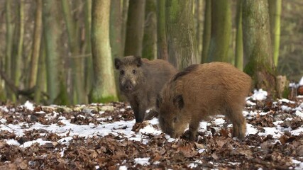 Wall Mural - wild boar sus scrofa group on the food trip in dark forest. group of wild boar on background natural