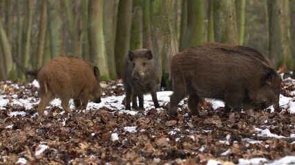Wall Mural - wild boar sus scrofa group on the food trip in dark forest. group of wild boar on background natural