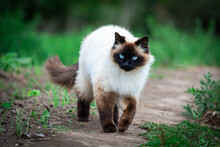 Himalayan Siamese Cat With Blue Eyes Walking Gracefully