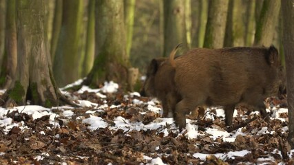 Wall Mural - wild boar sus scrofa group fearfully staring in dark forest. group of wild boar on background natura