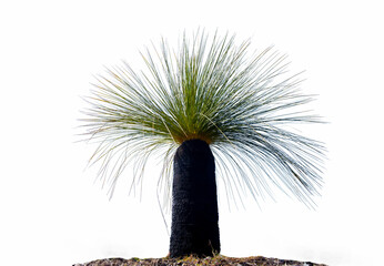 Beautiful black boy Australian native bushland landscape (Xanthorrhoea australis) or grass tree at the Outback of Western Australia in Kalbarri National isolated white background 