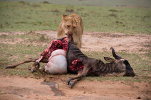 Lioness Feeds On Wildebeest.