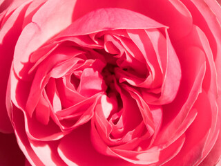 Pink rose close-up