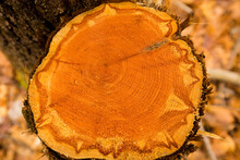 Cut Red Cedar Log Reveals Red Heartwood In Glastonbury, Connecticut.