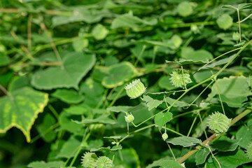 Poster - The seed o fCountry mallow