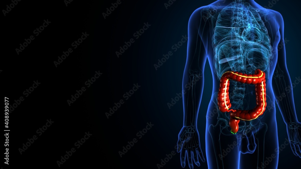 Large Intestine 3D Illustration Human Digestive System Anatomy Stock ...