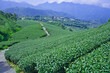 Tea agricultural plantation, clean and fresh early morning. Tea, bamboo, betel nut tree, Cattle Egret migration, Chiayi County Meishan Township features, Taiwan.