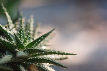 Wall Mural - Closeup of cactus on natural light background.