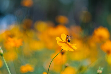Wall Mural - Bee on yellow cosmos flowers in the garden