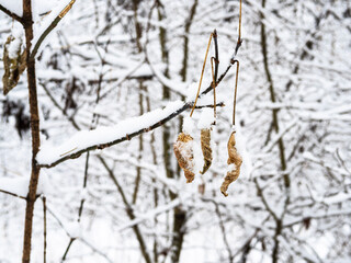 Wall Mural - snow-covered fried leaves on twigs in city park on overcast winter day (focus on the leaves on foreg