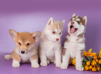 group of siberian husky and corgi puppies with flowers on a purple background studio