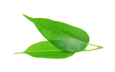 Isolated green leaves of tea tree on white background