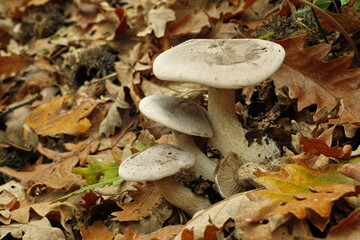 Canvas Print - clouded agaric fungus