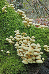 Canvas Print - clumps of sulphur tuft