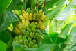 © Japansainlook - Bunch of organic green and yellow bananas in the garden. Pisang Awak bananas in Thailand. Agricultural plantation.