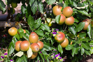 Wall Mural - malus domestica 'meridian' red apples close up of an apple fruit bearing tree branch during the autu