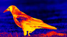 Eurasian Rook ( Corvus Frugilegus ) In Scientific High-tech Thermal Imager