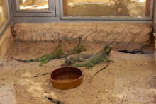 Big Lizards Behind Glass